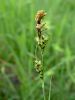 164_16_56ac_sas_proseni_Carex_panicea__DSC09029.JPG