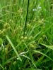 164_16_76bb_sas_rumeni_Carex_flava.JPG