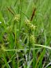 164_16_76bc_sas_rumeni_Carex_flava.JPG