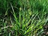 164_16_76be_sas_rumeni_Carex_flava_2012_05150015.jpg