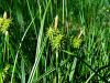 164_16_76bf_sas_rumeni_Carex_flava_2012_05150016.JPG