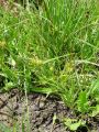 164_16_76ca_Sas_rumeni_Carex_flava_syn_C_flavella.jpg