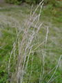 168_03_01bb_volk_Nardus_stricta.jpg