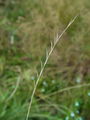 168_03_01bc_volk_Nardus_stricta.jpg