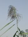 168_56_01ac_Trst_navadni_Phragmites_australis_ac.jpg
