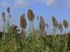 168_56_01cb_trst_navadni_Phragmitea_australis_IMG_3180a.jpg