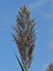 168_56_01cd_trst_navadni_Phragmitea_australis_IMG_3182a.jpg