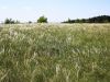 168_60_04ca_bodalica_peresasta_Stipa_eriocaulis_IMG_0751.jpg
