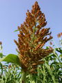 168_79_01bc_navadni_sirek_Sorghum_saccharatum_DSC02558.jpg