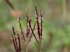 168_81_01cb_obrad_navadni_Bothriochloa_ischaemum_IMG_3196a.jpg