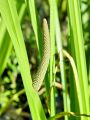 170_01_01bg_Kolmez_pravi_Acorus_calamus_DSC00301.jpg