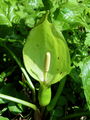 170_03_02bf_pegasti_kacnik_Arum_maculatum_DSC08536.jpg
