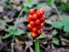 170_03_02bi_kacnik_pegasti_Arum_maculatum_IMG_2631a.jpg