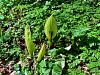 170_03_02bk_kacnik_pegasti_Arum_maculatum_IMG_6234a.jpg