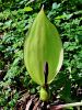 170_03_02bl_kacnik_pegasti_Arum_maculatum_IMG_6239a.jpg
