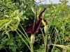 170_04_01cc_kacek_navadni_Dracunculus_vulgaris_IMG_2273a.jpg