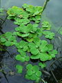 170_05_01ba_navadna_vodna_solata_Pistia_stratiotes_DSC02468.jpg
