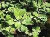 170_05_01cc_vodna_solata_navadna_Pistia_stratiotes_3IMG_8528a.jpg