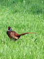 261bb_fazan_Phasianus_colchicus_2009_04090009.jpg