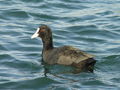 279ae_liska_Fulica_atra_DSC00682.jpg