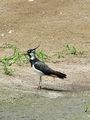 327bb_priba_Vanellus_vanellus_DSC01703.jpg
