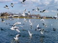 399aa_recni_galeb_Larus_ridibundus_DSC00584.jpg