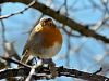 621ad_tascica_Erithacus_rubecula_IMG_8972a.jpg