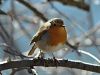 621af_tascica_Erithacus_rubecula_IMG_8977a.jpg
