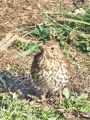 672bh_cikovt_Turdus_philomelos_2013_03280009.jpg