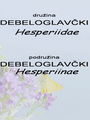 6876a_debeloglavci_HesperiidaeDSC03771.jpg
