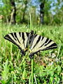 6958ba_Jadralec_Iphiclides_podalirius_DSC09690a.jpg