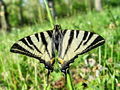 6958bb_Jadralec_Iphiclides_podalirius_DSC09691a.jpg