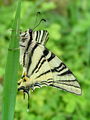 6958bd_Jadralec_Iphiclides_podalirius_DSC09126a.jpg