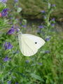 6995ab_Belin_kapusov_Pieris_brassicae_DSC09816a.jpg