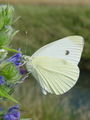 6995ac_Belin_kapusov_Pieris_brassicae_DSC09855a.jpg