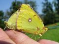7009bc_Senozetnik_Colias_xy_DSC02441.jpg