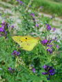 7015aa_Senozetnik_Colias_xy__DSC03714.jpg