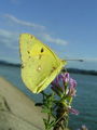 7015ac_Senozetnik_Colias_xy_DSC01486.jpg