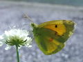7015ad_Senozetnik_Colias_xy_DSC03680a_resize.jpg