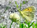 7015af_Senozetnik_Colias_DSC03679aa~0.jpg