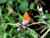 7036ba_Cekincek_mocvirski_Lycaena_dispar_2011_07260029a.JPG