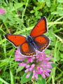 7041ba_Cekincek_skrlatni_Lycaena_hippothoe_4a.jpg