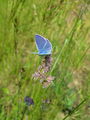 7163aa_Modrin_navadni_Polyommatus_icarus_1.jpg