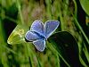7163ac_Modrin_navadni_Polyommatus_icarus_IMG_3700a.jpg