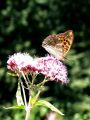 7202bc_Gospica_Argynnis_paphia_2011_08140135.jpg