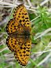 7204bc_Bisernik_blesceci_Argynnis_aglaja_DSC00136a.jpg