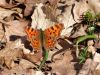 7252ba_Beli_C_Polygonia_c-album_2015_03100011.JPG