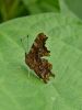 7252bc_Beli_C_Polygonia_c-album_DSC01452a.jpg