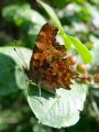 7252bd_Beli_C_Polygonia_c-album_DSC02023.jpg