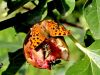 7252be_Beli_C_Polygonia_c-album_IMG_5583a.jpg